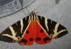 Euplagia quadripunctaria